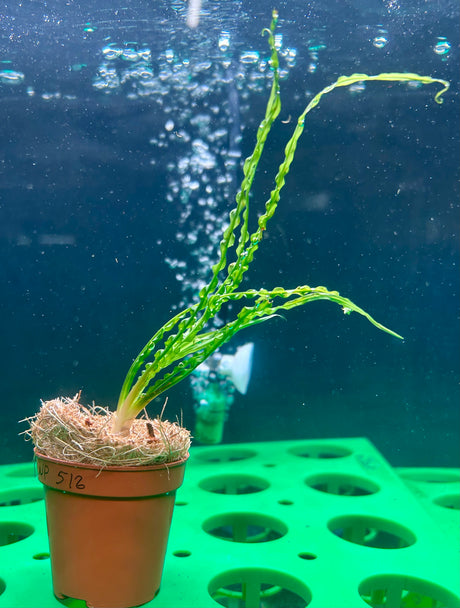 Crinum calamistratum	Potted - WP518 | Potted Plants | Largest Tropical Fish Selection at Your Local Fish Store