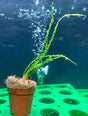 Crinum calamistratum	Potted - WP518 | Potted Plants | Largest Tropical Fish Selection at Your Local Fish Store