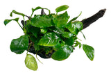 Anubias barteri var. nana on Medium Driftwood