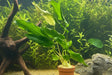 Anubias lanceolata Potted - WP020A