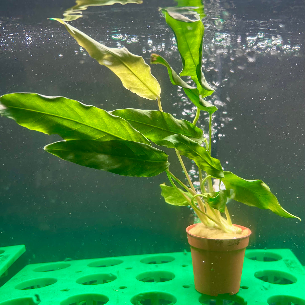 Anubias lanceolata Potted - WP020A