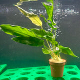 Anubias lanceolata Potted - WP020A