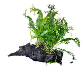 Microsorum pteropus Windelov on Large Driftwood