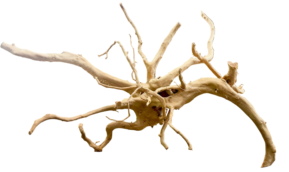 Large Piece of Spiderwood