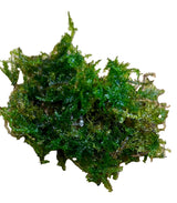 Christmas Moss (Vesicularia montagnei) 