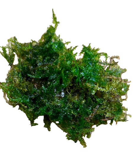Christmas Moss (Vesicularia montagnei) 