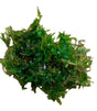 Christmas Moss (Vesicularia montagnei) 