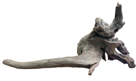 Malaysian Mangrove Sinking Driftwood