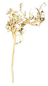 Thailand Branch Wood (2 pieces)
