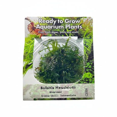 Bolbitis heudelotii TIssue Culture C3056 | Tissue Cultures | Largest Tropical Fish Selection at Your Local Fish Store