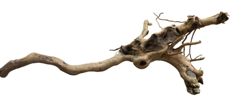  Piece of Spiderwood