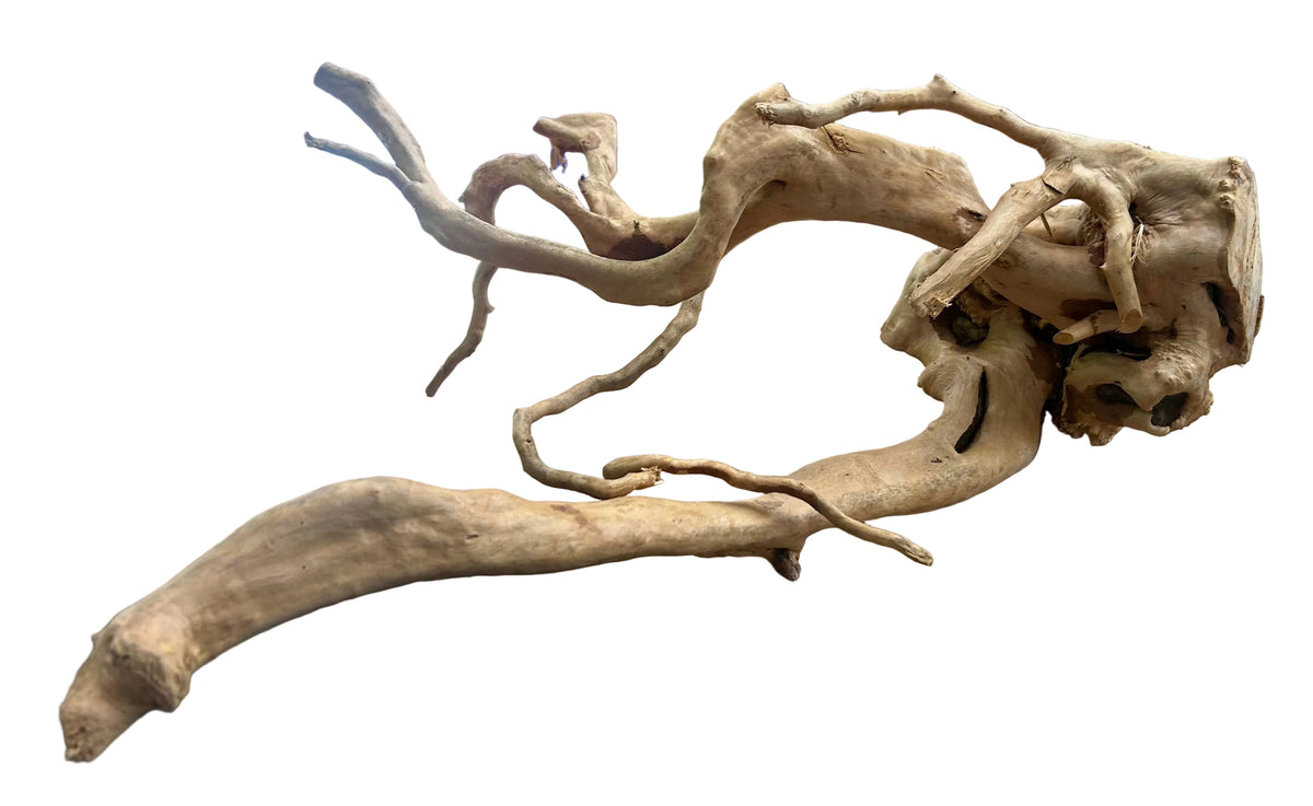 Large Piece of Spiderwood