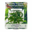 Helanthium 'Quadricostatus'  Tissue Culture 