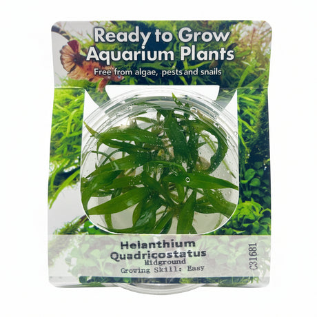 Helanthium 'Quadricostatus'  Tissue Culture 
