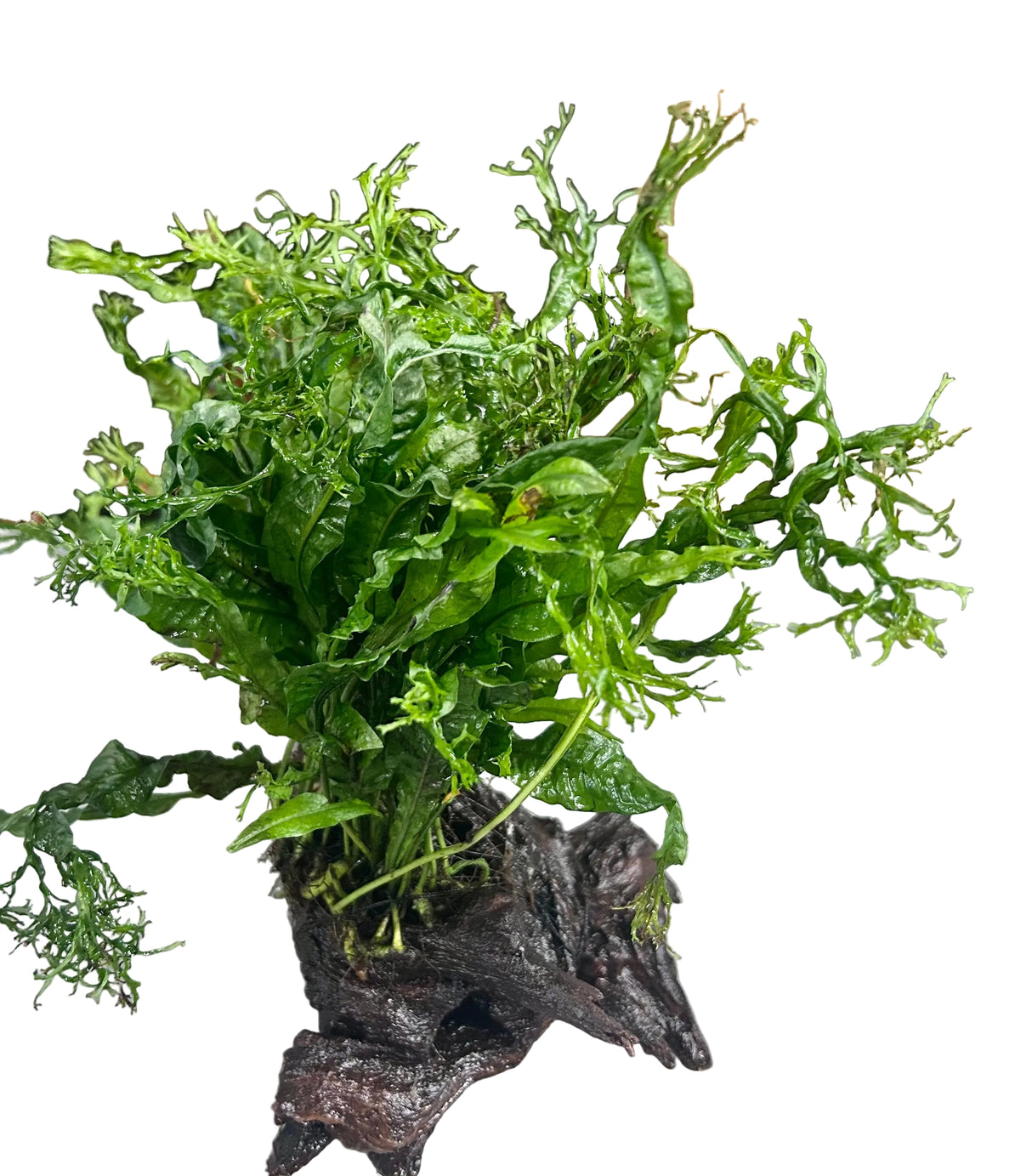  Microsorum pteropus Windelov on Large Driftwood