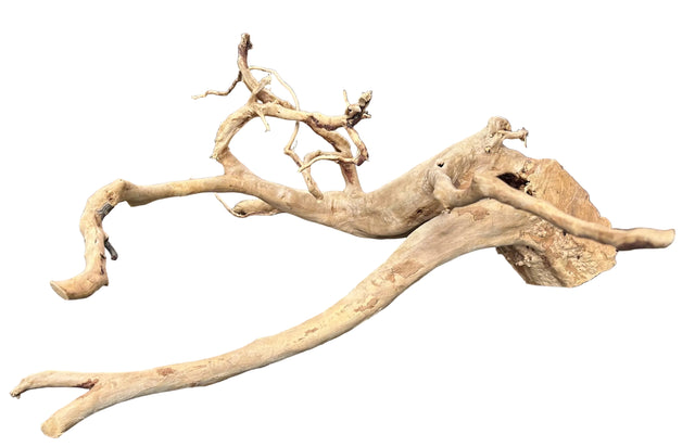  Large Piece of Spiderwood