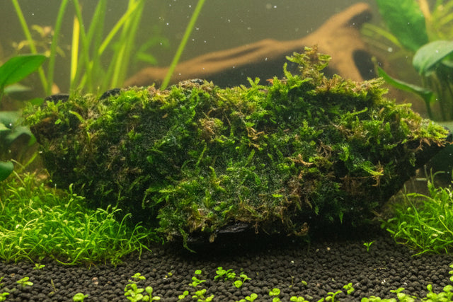 Vesicularia dubyana on wood