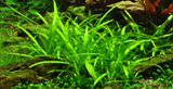 Sagittaria subulata 079TC