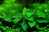 Anubias barteri var. nana 101 PCS Potted Plants 