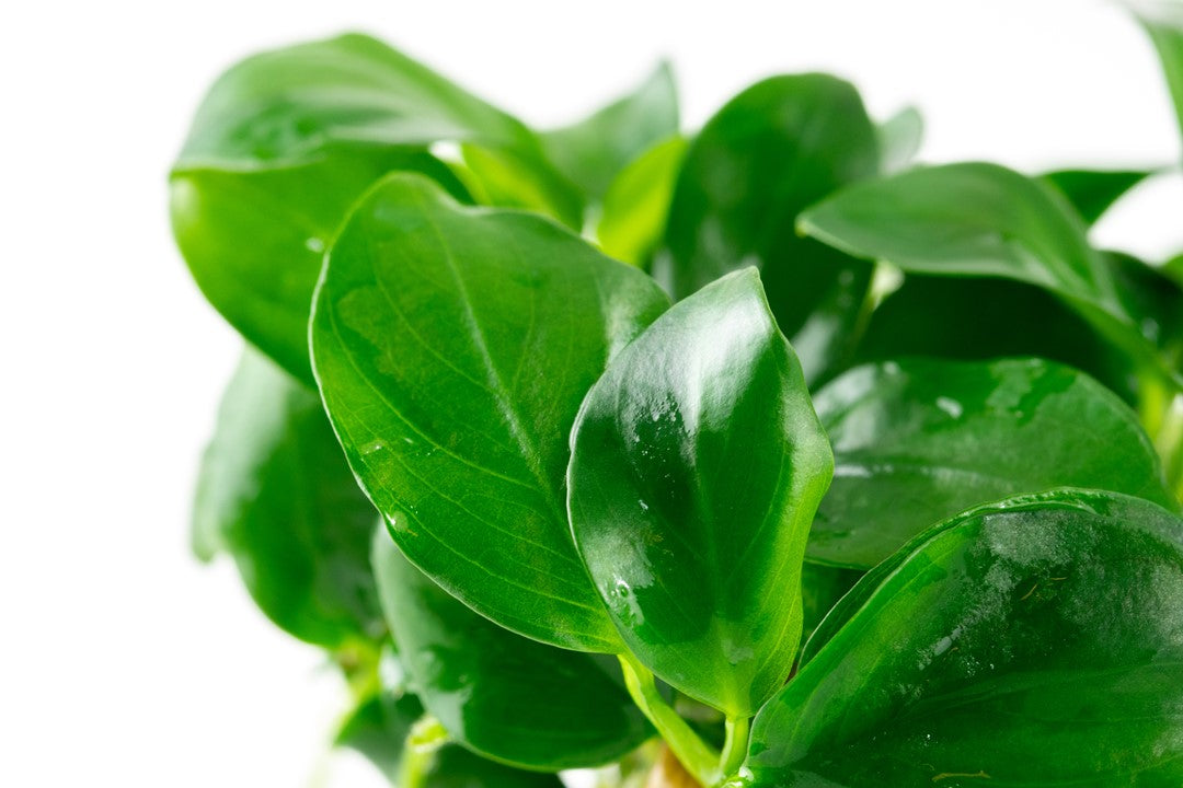 Anubias barteri nana 101 TC | Tissue Cultures | Largest Tropical Fish Selection at Your Local Fish Store