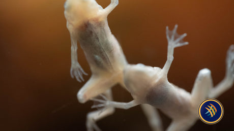 African Dwarf Frog White Platinum (Hymenochirus Boettgeri)