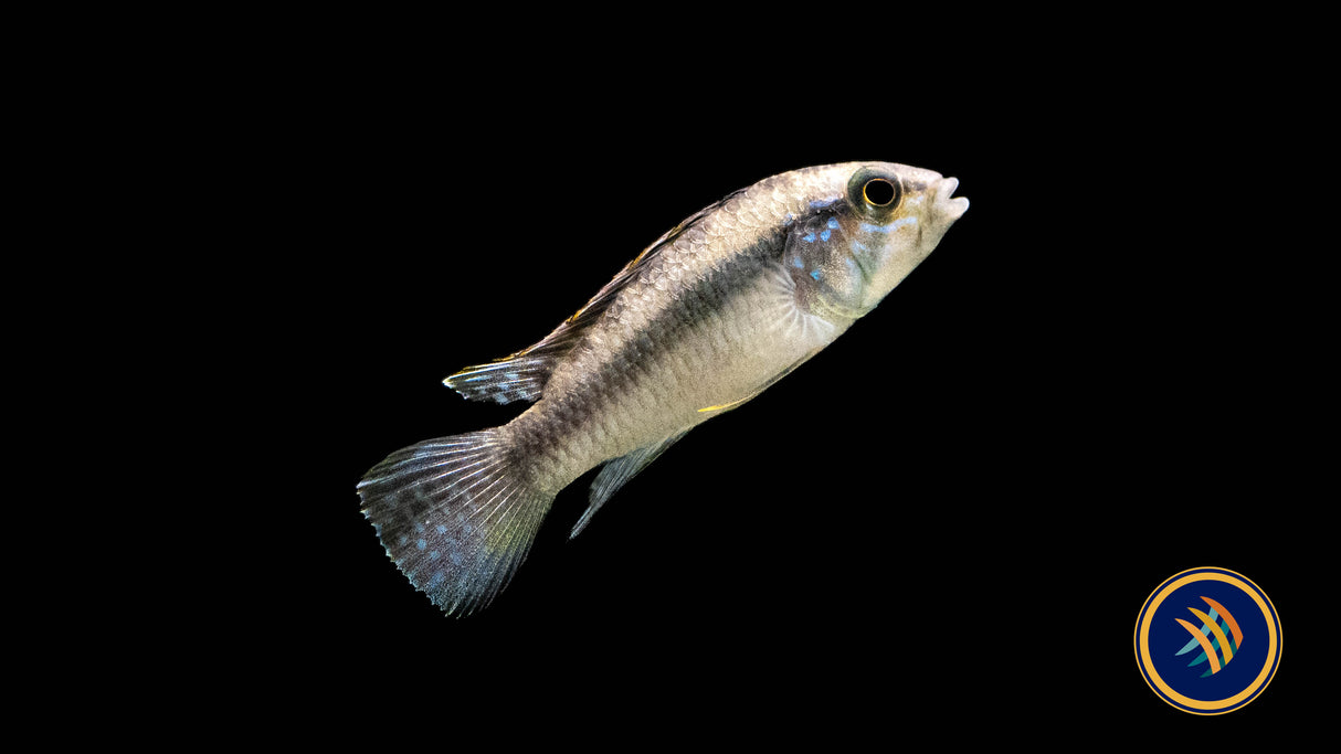 Apistogramma Lineata 5-7cm