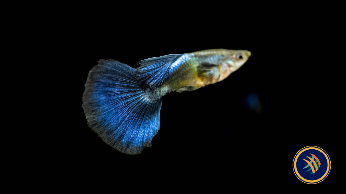 Fancy Guppy Pair Blue Diamond Livebearers Fancy Guppy Pair Blue Diamond