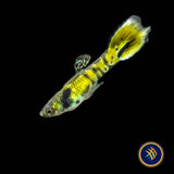Endler Male Assorted  (Poecilia wingei) | Livebearers | Largest Tropical Fish Selection at Your Local Fish Store