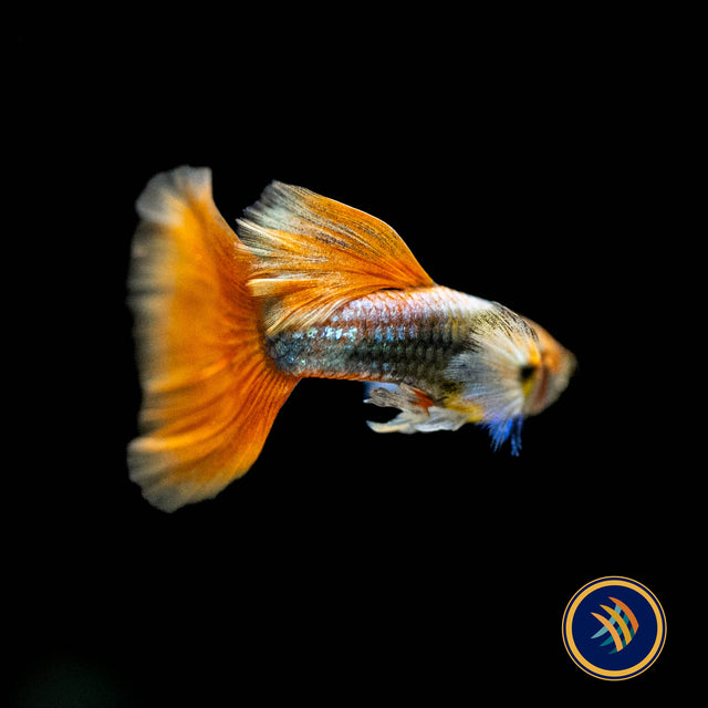 Fancy Guppy Pair Dumbo Santa | Livebearers | Largest Tropical Fish Selection at Your Local Fish Store