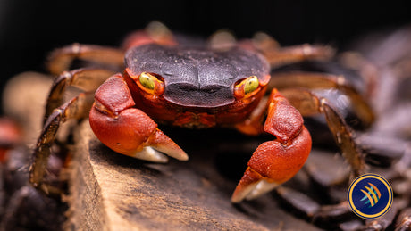 Red Apple Crab (Metasesarma sp.) | Snails Shrimp Crayfish Crabs | Largest Tropical Fish Selection at Your Local Fish Store
