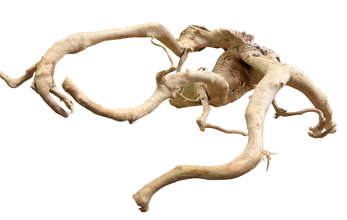  Piece of Spiderwood