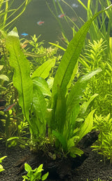 Java Fern - Microsorum pteropus on 10cm wood 