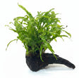 Java Fern Trident - Microsorum pteropus 'Trident' on driftwood | Potted Plants | Largest Tropical Fish Selection at Your Local Fish Store