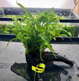 Java Fern Trident - Microsorum pteropus 'Trident' on driftwood