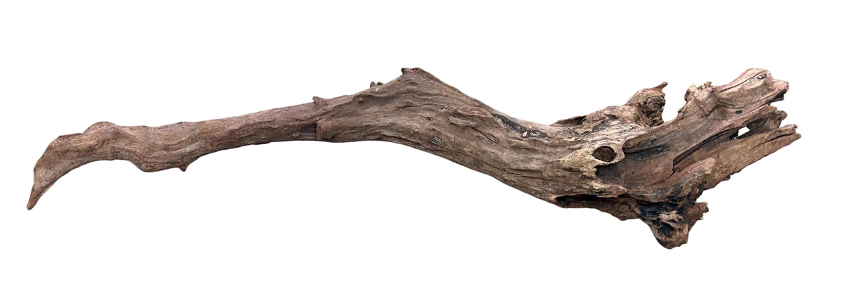  Malaysian Mangrove Wood