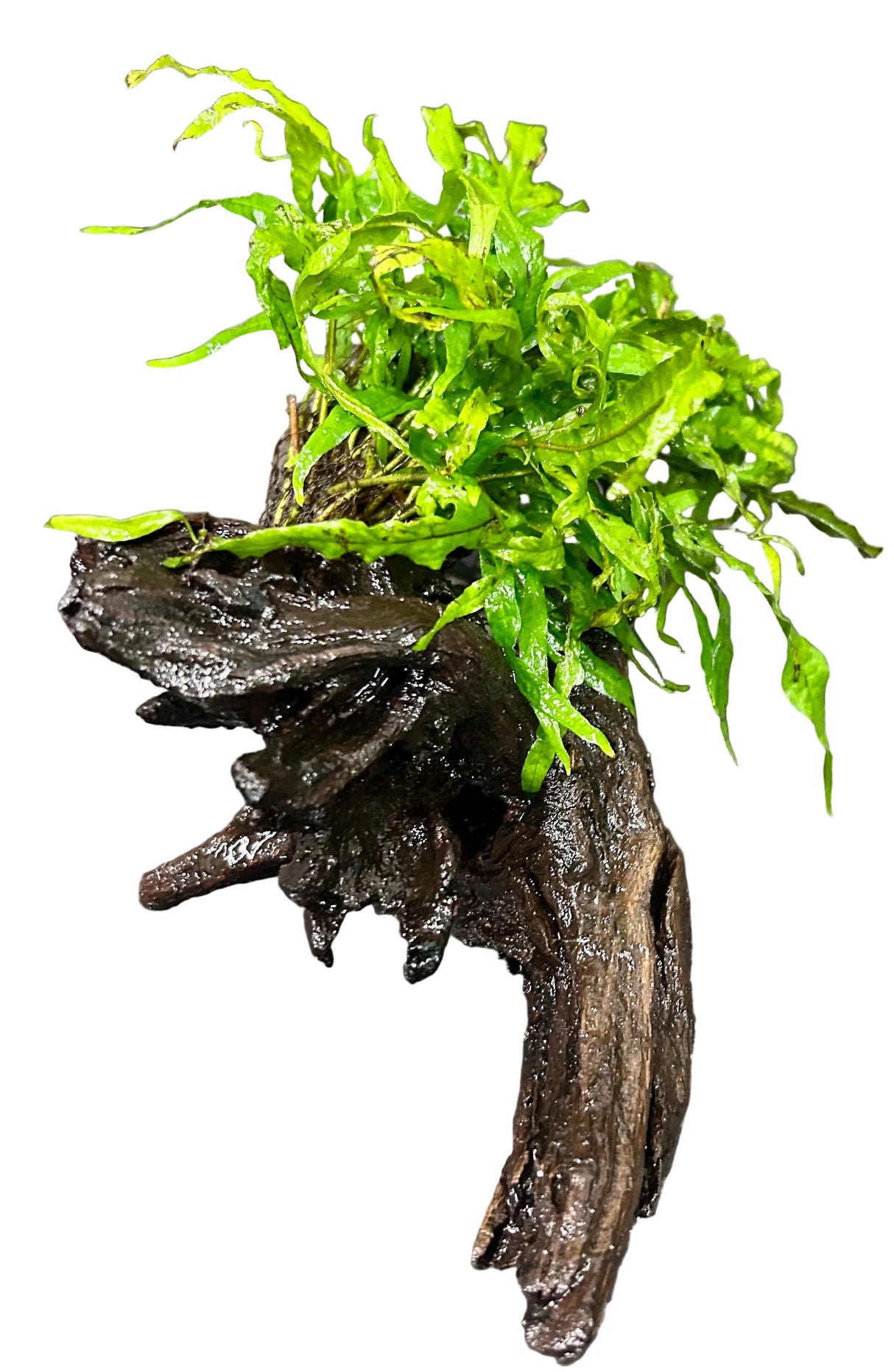  Java Fern Trident - Microsorum pteropus 'Trident' on driftwood