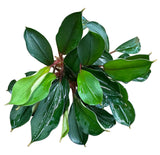 Bucephalandra Deep Blue - Bare Root - WL1666 | Potted Plants | Largest Tropical Fish Selection at Your Local Fish Store