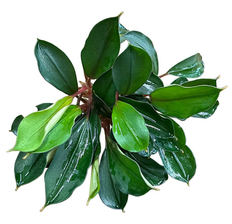 Bucephalandra Deep Blue - Bare Root - WL1666 | Potted Plants | Largest Tropical Fish Selection at Your Local Fish Store