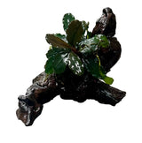 Bucephalandra brownie ghost ulu kapu on small driftwood