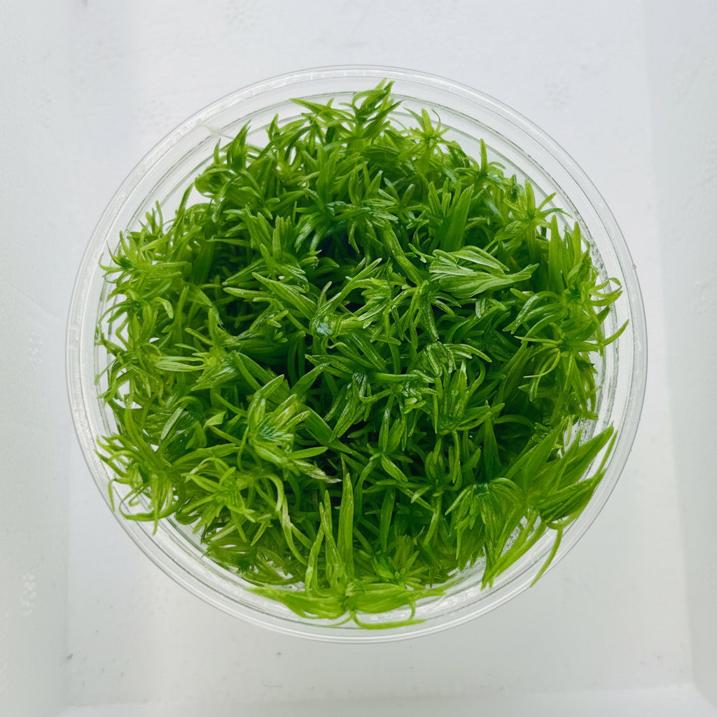 Pogostemon erectus Tissue Culture - C31350 | Tissue Cultures | Largest Tropical Fish Selection at Your Local Fish Store