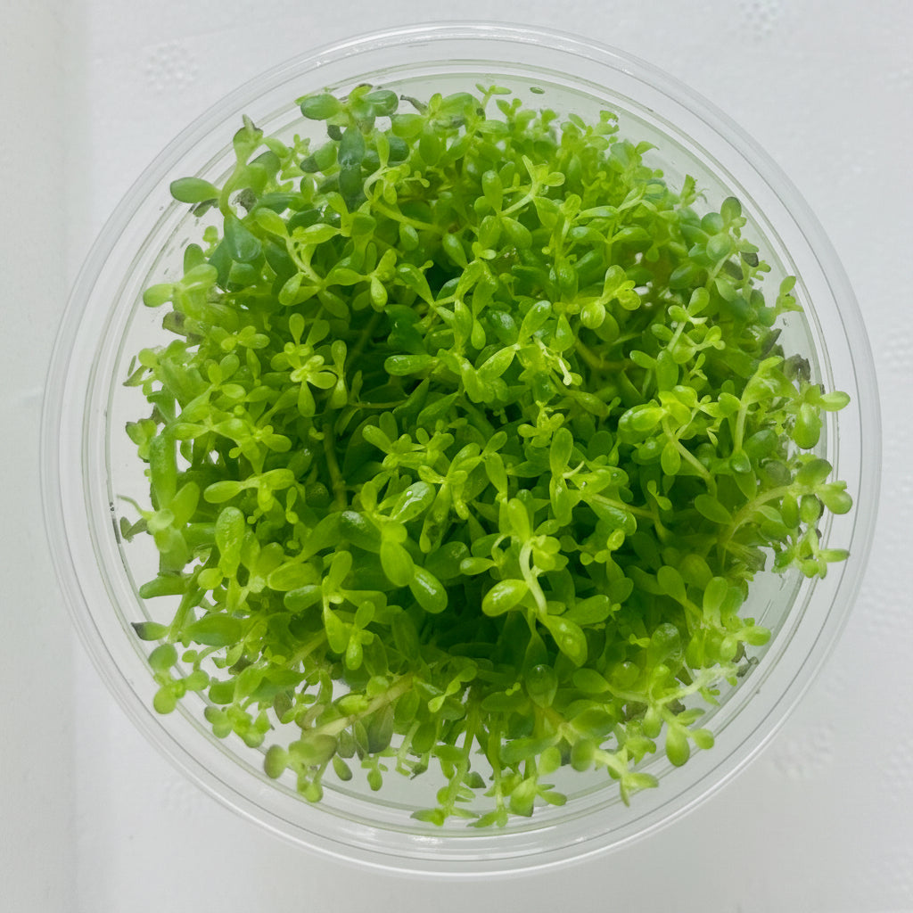 Rotala rotundifolia Tissue Culture - C3643 | Tissue Cultures | Largest Tropical Fish Selection at Your Local Fish Store