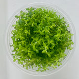 Rotala rotundifolia Tissue Culture - C3643 | Tissue Cultures | Largest Tropical Fish Selection at Your Local Fish Store