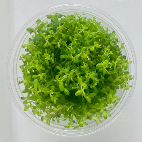 Rotala rotundifolia Tissue Culture - C3643 | Tissue Cultures | Largest Tropical Fish Selection at Your Local Fish Store