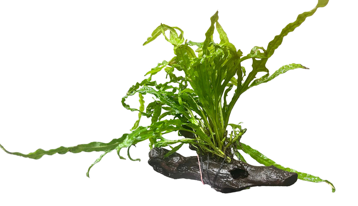  Java Fern Trident - Microsorum pteropus 'Trident' on driftwood