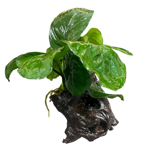 Anubias b.var.barteri 'Broad leaf' on driftwood