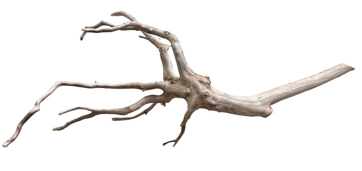  Piece of Red Moor Spiderwood