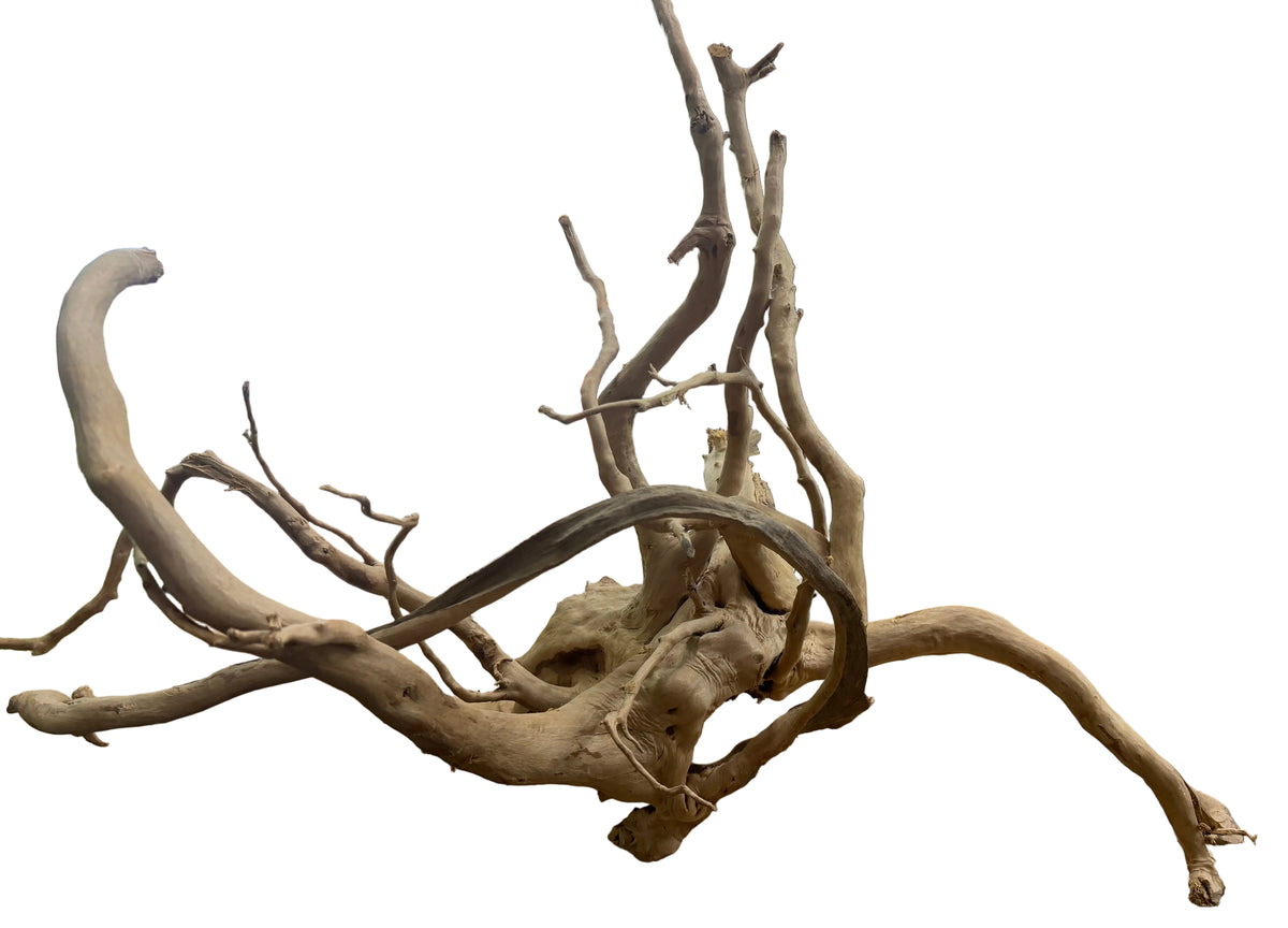 XX Large Piece of Spiderwood