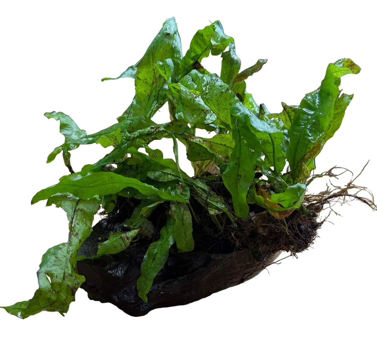 Java Fern (Microsorum pteropus) on Wood