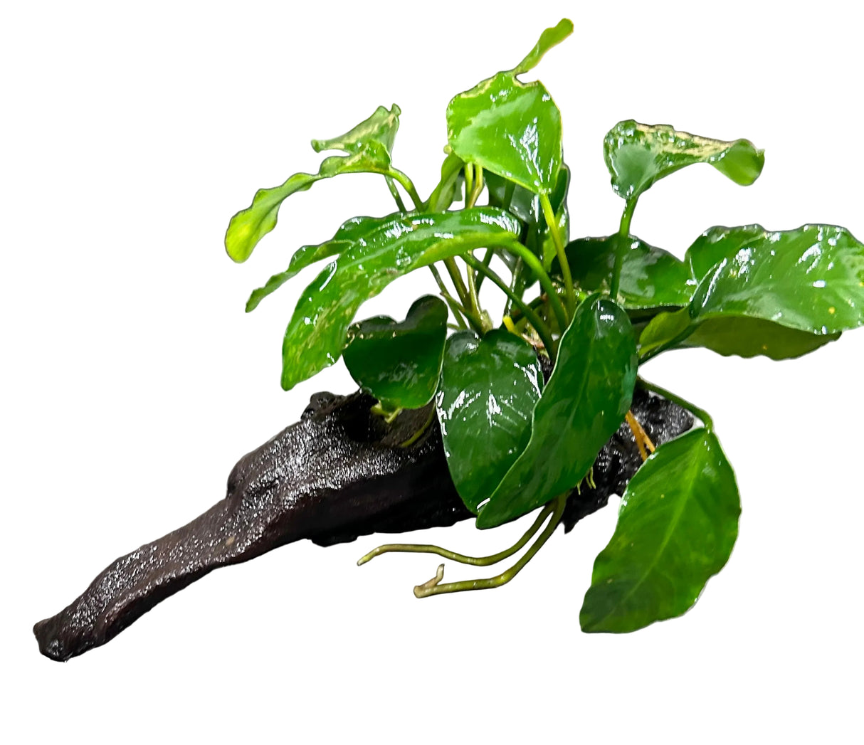 Anubias barteri var. barteri on Medium Driftwood