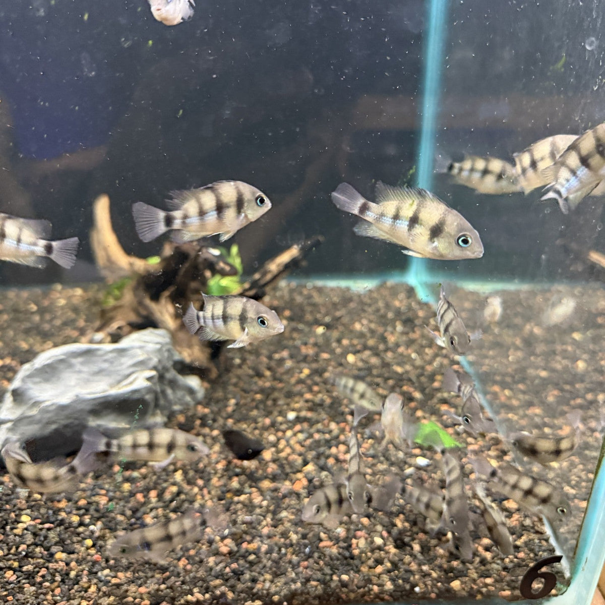 Cutters Blue-Eye Cichlid (Cryptoheros cutteri) 3cm